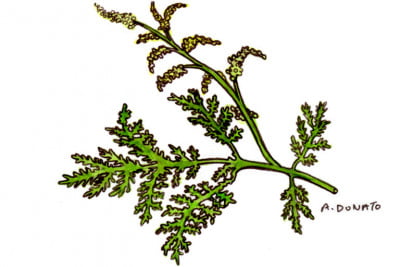 Artemisia001_3x2