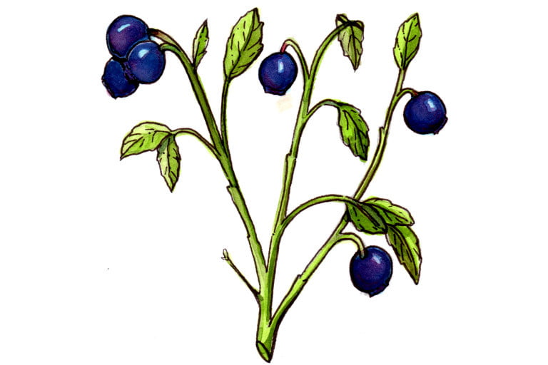 Bilberry-Fruit001_3x2