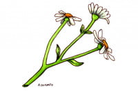 Chrysanthemum009_3x2