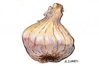 Garlic019_3x2