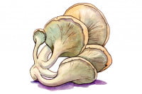 Oyster-Mushroom006_3x2