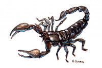 Scorpion-venom113_3x2