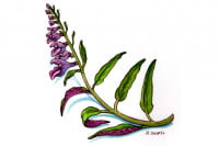 Scutellaria-barbata007_3x2