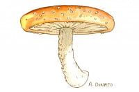 Shiitake-mushroom_3x2