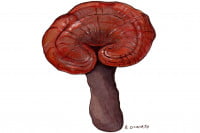 reishi-mushroom_3x2