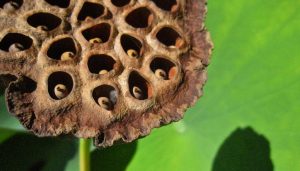 Trypophobia: Why Are Some People Scared of Small Holes?